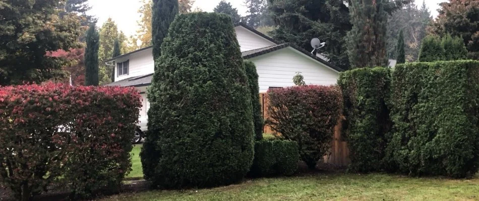 Lush trees and shrubs in Gresham, OR.