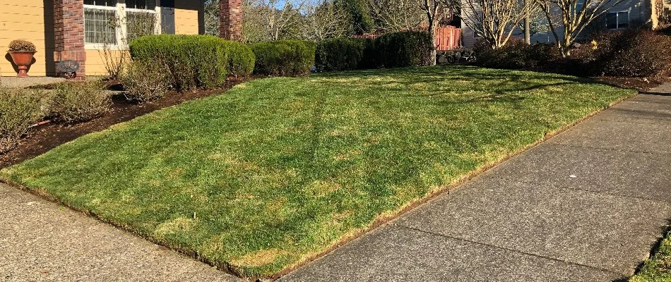 Mowed lawn with brown spots in Gresham, OR.