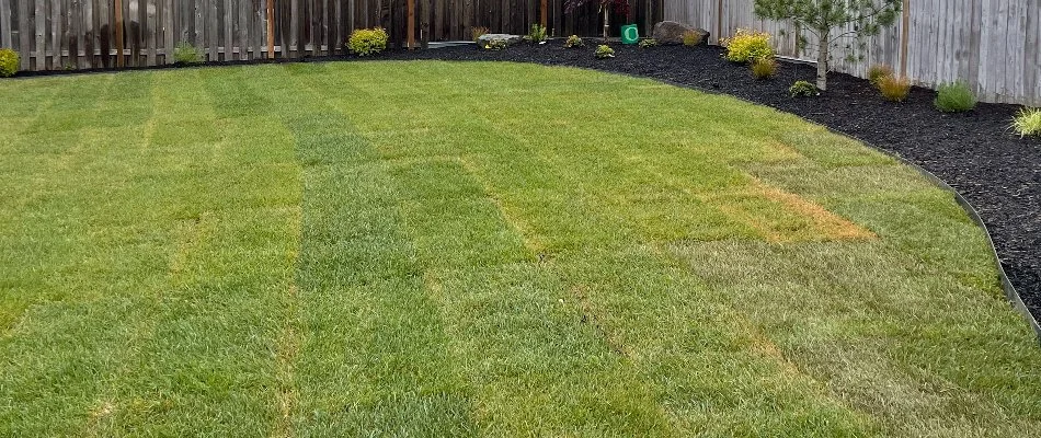 Mulched landscape in Gresham, OR, next to newly installed sod.