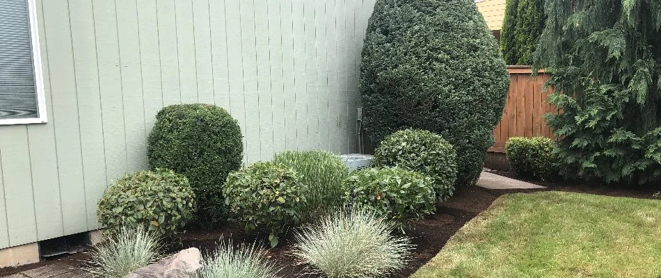 Neat, manicured shrubs along a house in Gresham, OR.