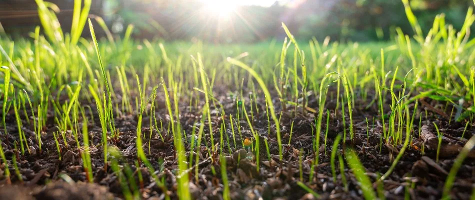 New grass growth on a lawn in Gresham, OR, from overseeding.