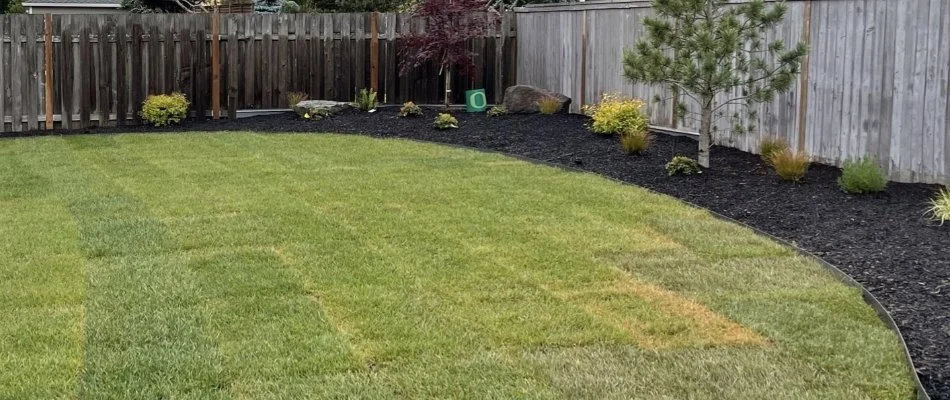 Newly installed sod in Gresham, OR, beside a landscape bed.