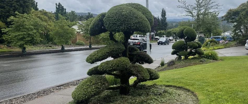 Newly trimmed shrubs in Gresham, OR, with a neat shape.