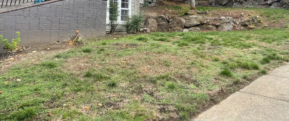 Patchy lawn in Gresham, OR, with weeds.