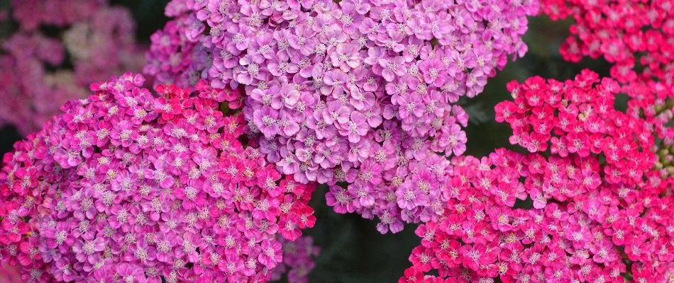 Pink and lavender yarrow flowers in Portland, OR.