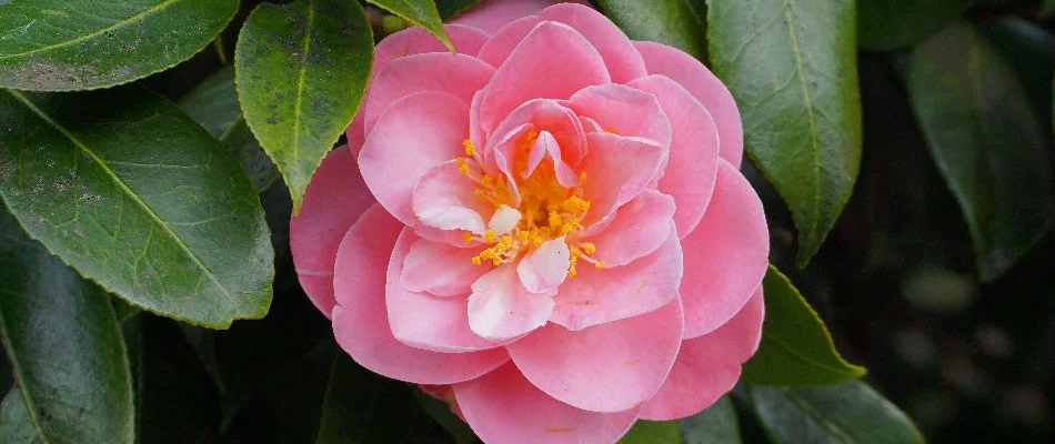 Pink camellia flower in Portland, OR.