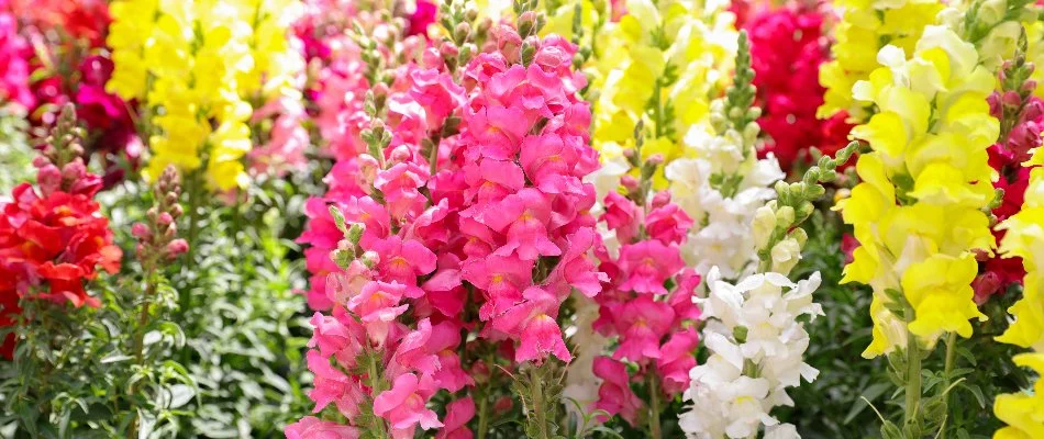 Pink, white, yellow, and red snapdragons in Portland, OR.