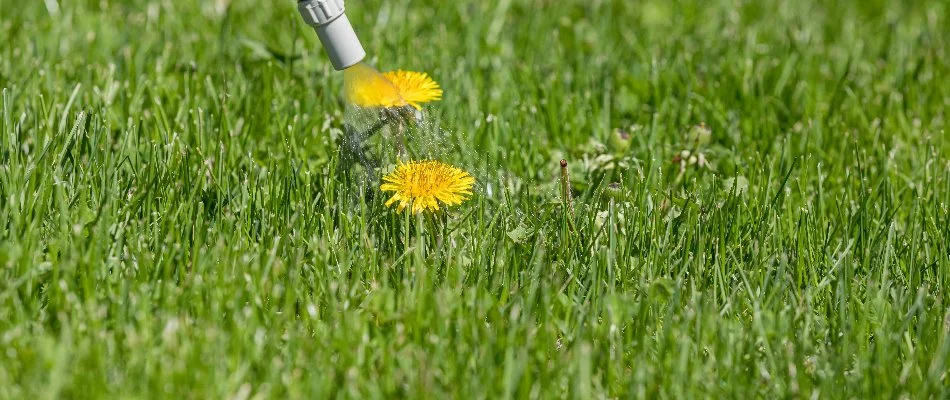 Post-emergent weed control treatment on a dandelion in Gresham, OR.