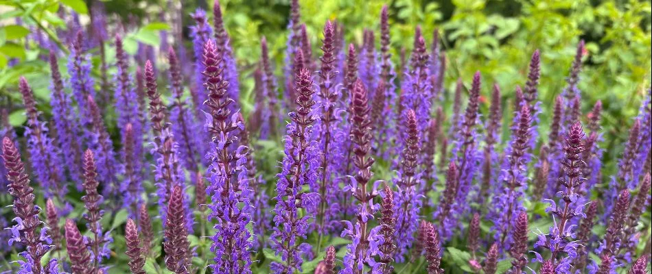 Salvia plant on a property in Gresham, OR.