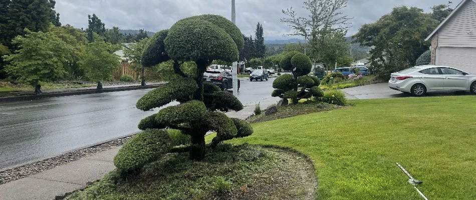 Recently trimmed shrubs in Gresham, OR, with a unique shape.