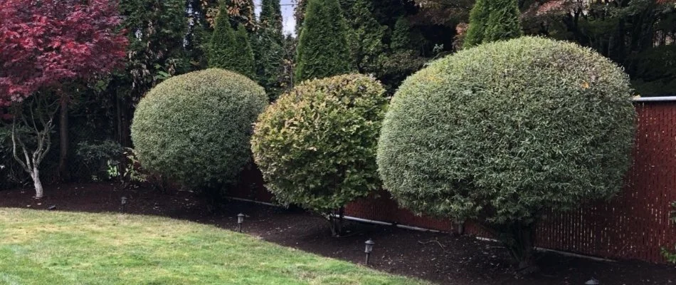 Round boxwood shrubs on a mulched landscape in Portland, OR.