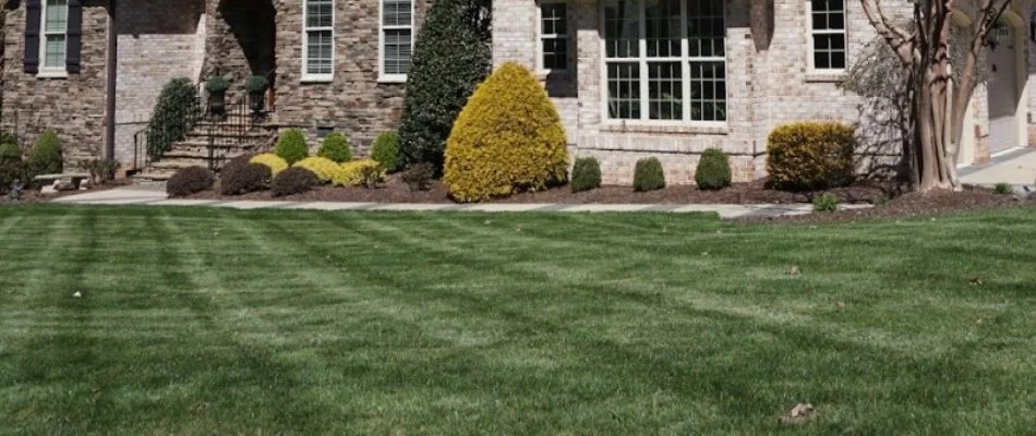 Shrubs near a lawn in Oregon with a mowing pattern.