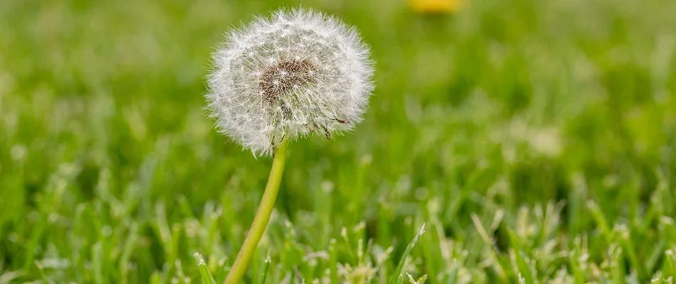 Single dandelion weed in Gresham, OR, with a seed head.