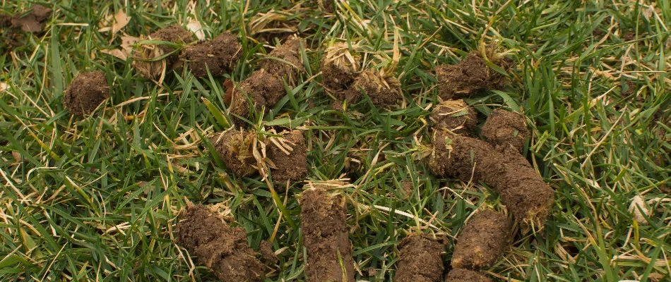 Soil plugs on a lawn in Gresham, OR.