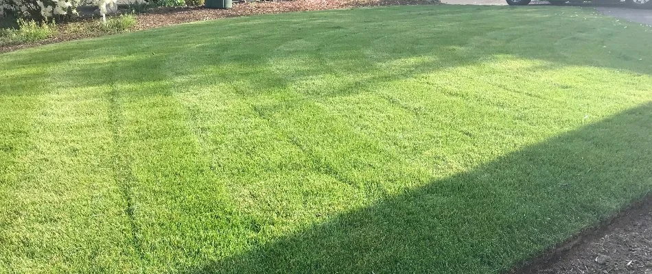 Thick, green lawn in Gresham, OR, after mowing.