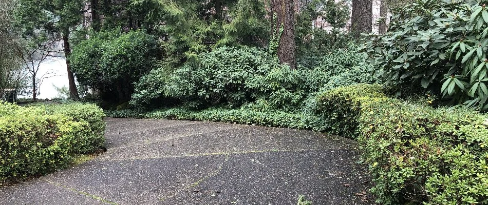 Thick, overgrown shrubs along a driveway in Portland, OR.