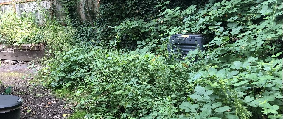 Thicket of Himalayan blackberry in Portland, OR.