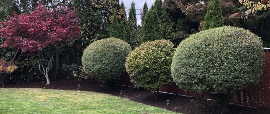 Trimmed shrubs and other plants in a yard in Gresham, OR.