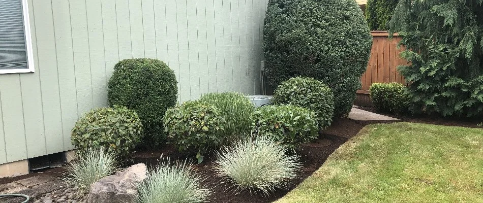 Trimmed shrubs in a landscape along a house in Portland, OR.