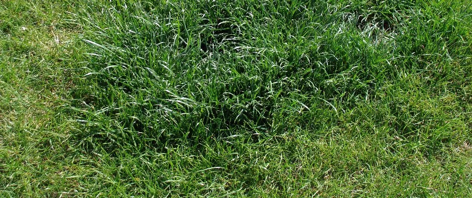 Uneven lawn in Gresham, OR.