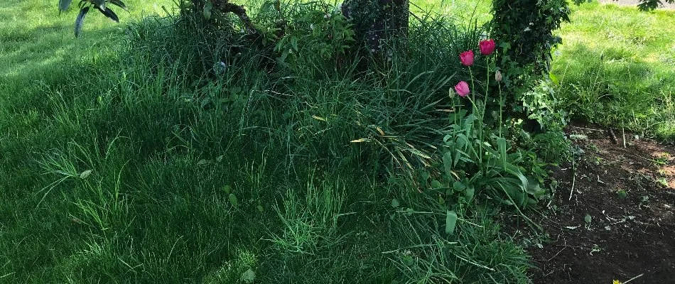 Weeds in a lawn in Gresham, OR.