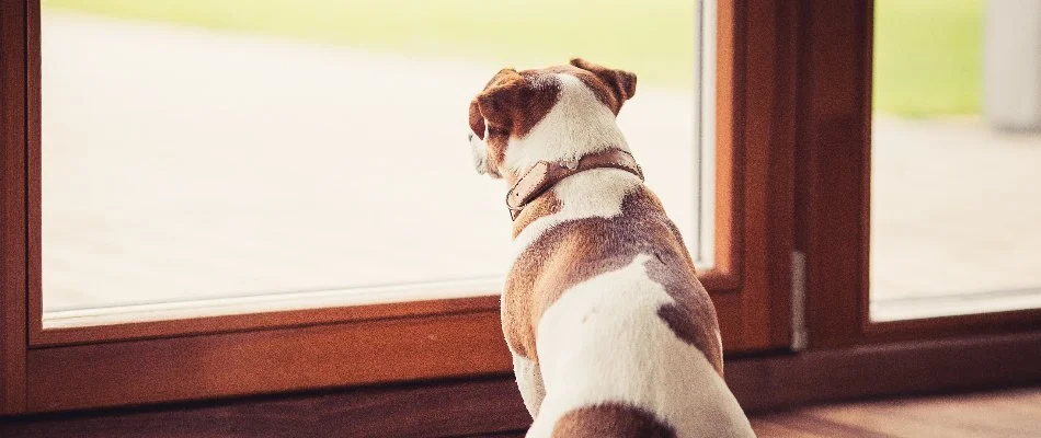 White and brown dog behind a door on a property in Gresham, OR.