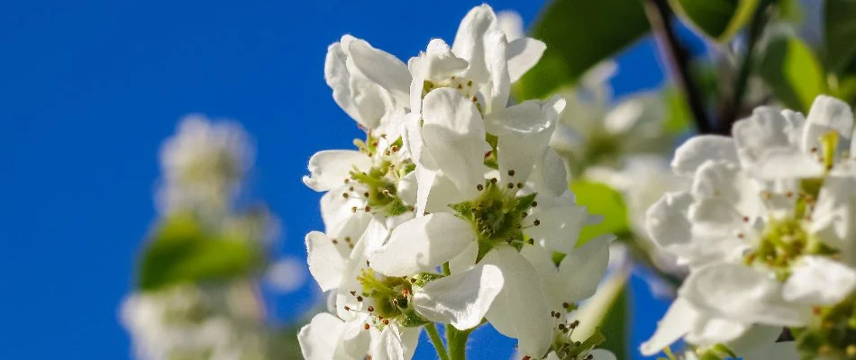White serviceberry flowers in Portland, OR.