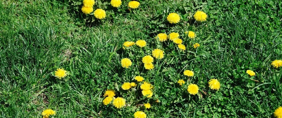 Yellow dandelion flowers on a lawn in Gresham, OR.