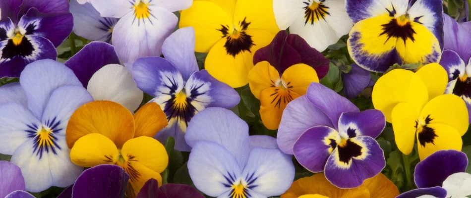 Yellow, purple, and white pansies in Portland, OR.