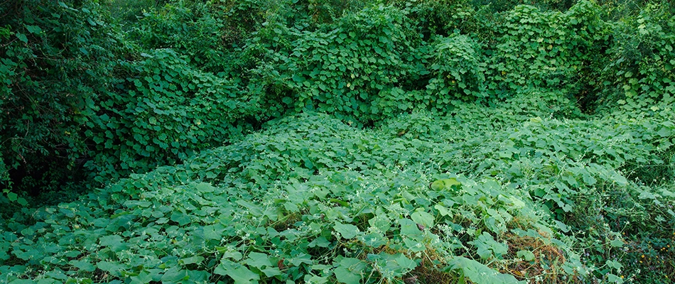 A backyard covered in an invasive weed in Sunnyside, OR.
