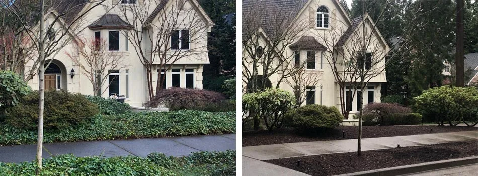 Before and after photo of ivy removal from a Portland, OR home property.