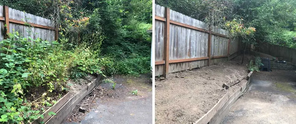 Before and after our blackberry removal services in East Portland, OR.