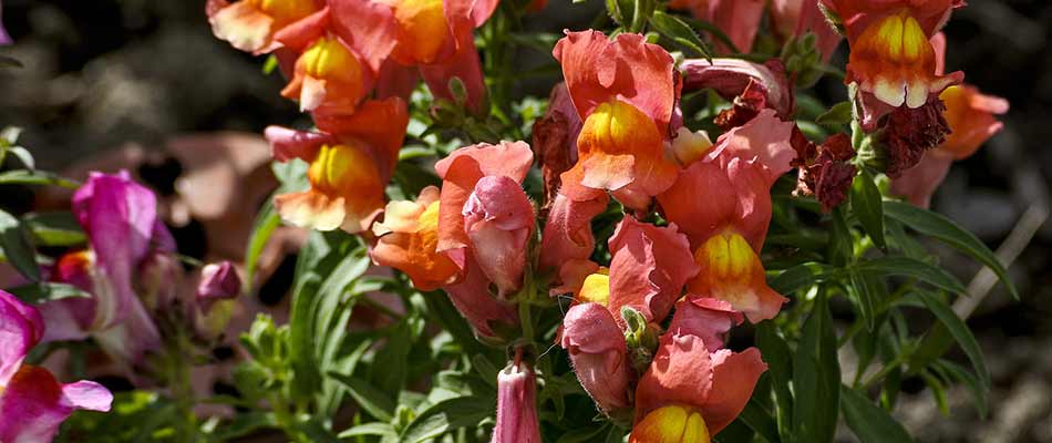 Bright orange, red, and yellow snapdragon flowers in bloom near Gresham, OR.