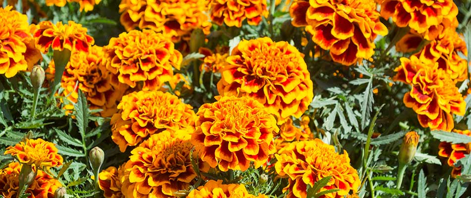 Bright yellow marigolds in bloom near Gresham, OR.