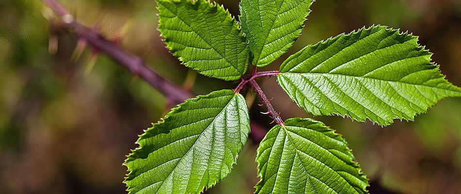 Close up photo focused on blackberry leaves in Milwaukie, OR