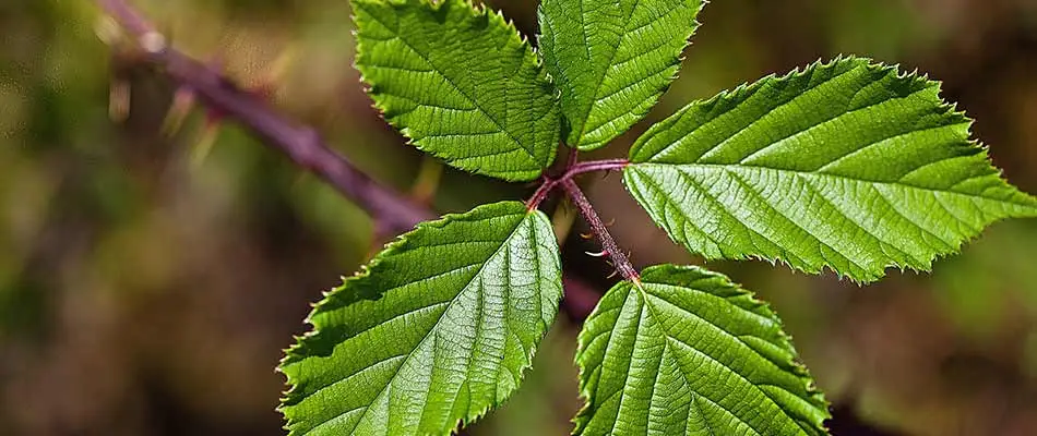 Close up photo focused on blackberry leaves in Milwaukie, OR