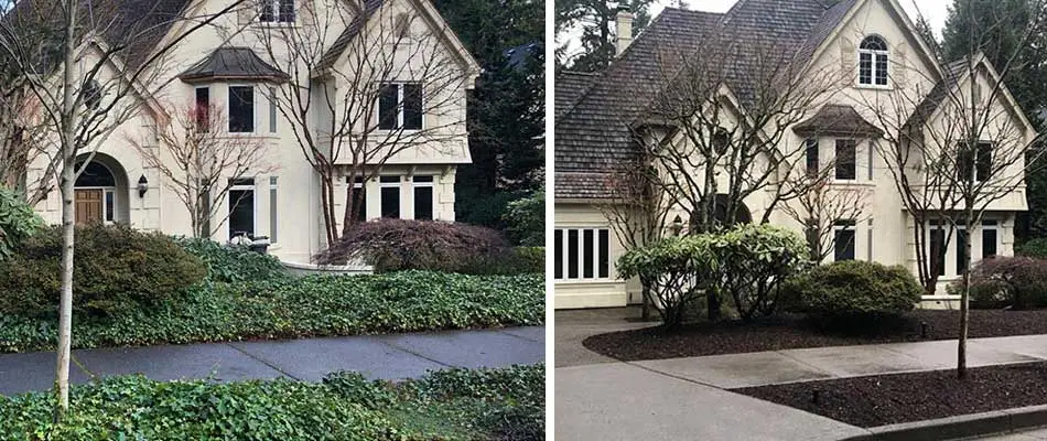 Before and after photo of ivy removal services in Beaverton, OR.