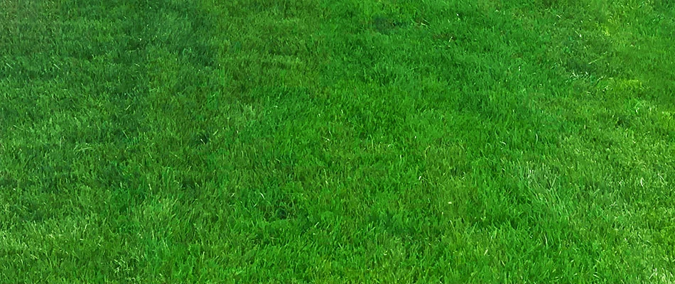 Lawns in Troutdale look healthier and greener after the aeration process.