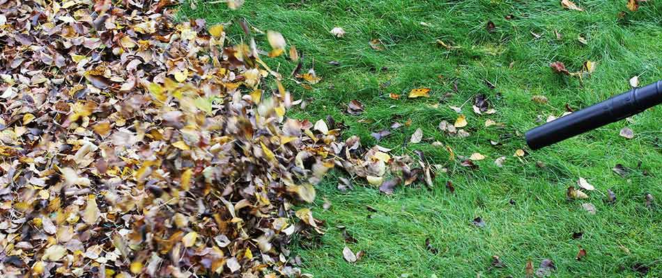 Fall leaves being removed during a fall yard cleanup in Beaverton, OR.