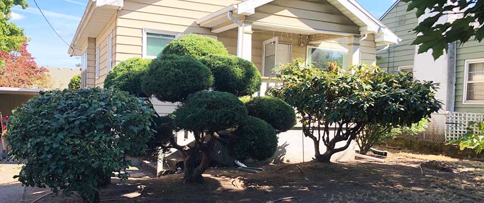This landscaping in Happy Valley, OR was recently trimmed by our team.