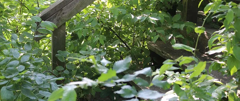 Overgrown ivy on wooden stairs in Gresham, OR.