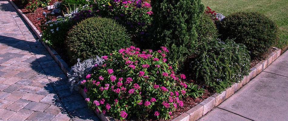A landscape bed of pink flower bushes and shrubs by a home in Lents, OR.
