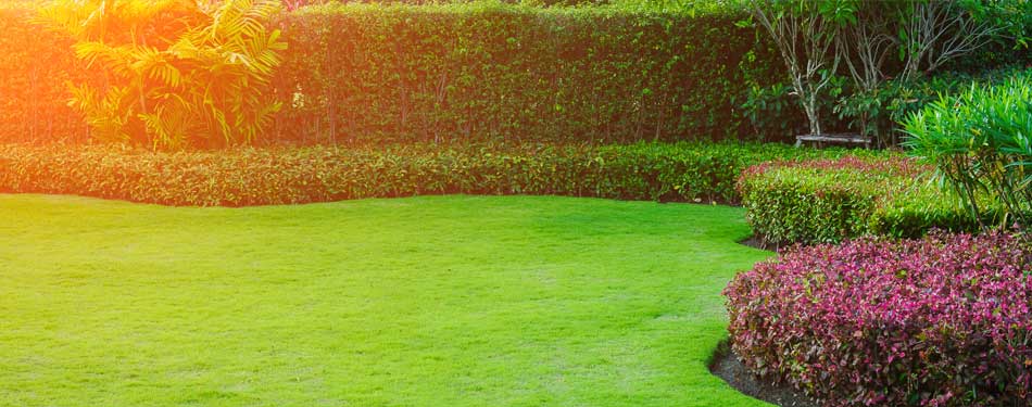 Why Lawn Aeration Is Critical
