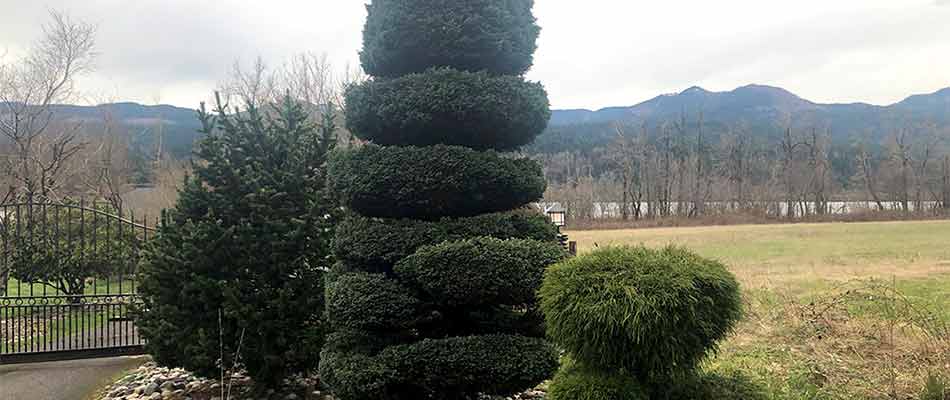 Newly trimmed shrubs and hedges at a Troutdale, OR property.