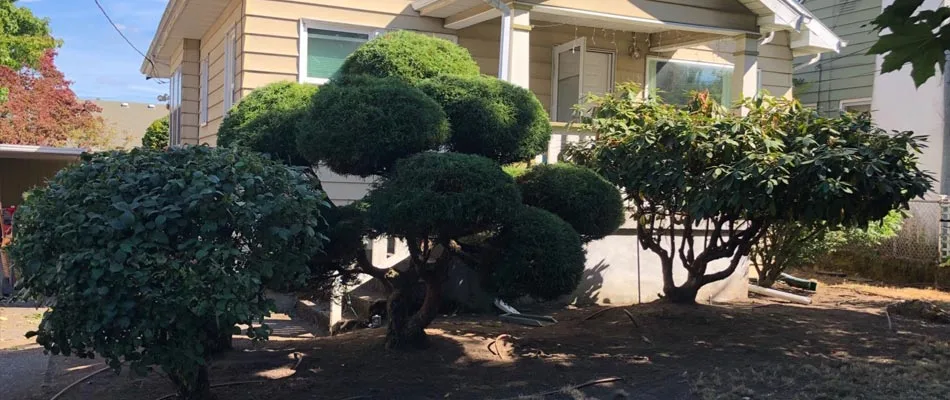 Small decorative tree and shrub trimming at a residential property in Gresham, OR.