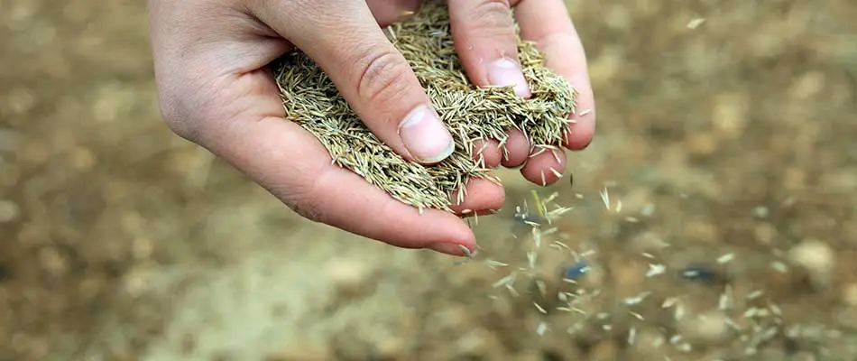 Reasons to Use Grass Seed for Your Lawn