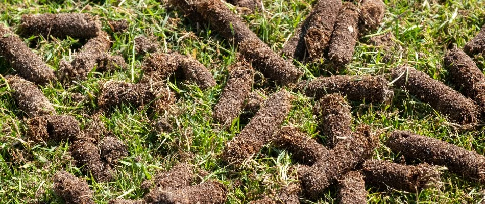 Cores of soil on a lawn in Gresham, OR, after aeration.