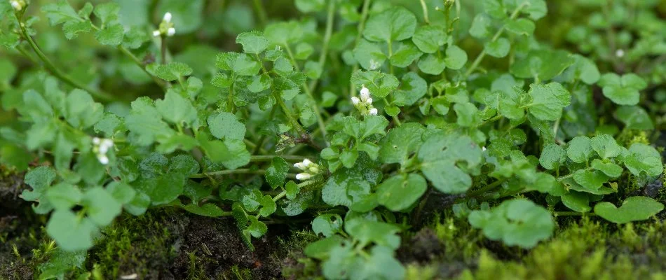Hairy bittercress weed on a lawn in Gresham, Oregon.