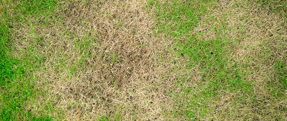 Brown patchy lawn disease in Lents, OR.