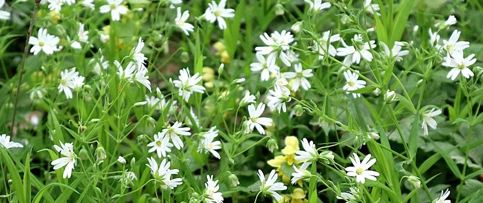 Chickweed on a lawn in Gresham, Oregon.